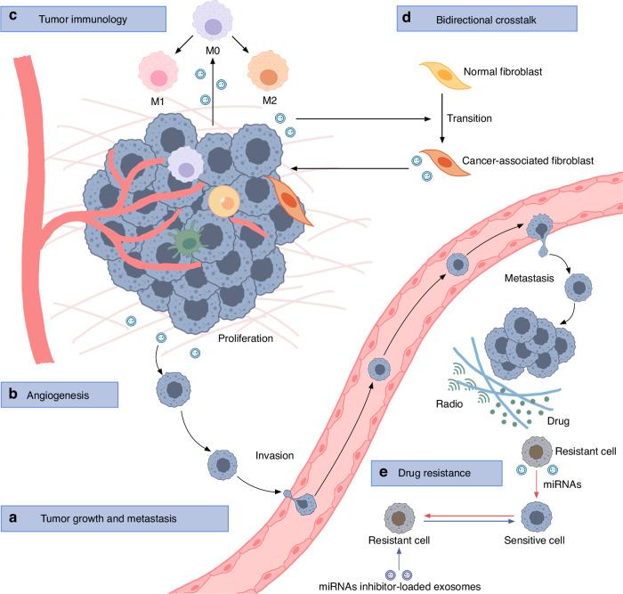 https://cdn.ncbi.nlm.nih.gov/pmc/blobs/8403/11791077/45935020b40f/41368_2024_341_Fig5_HTML.jpg