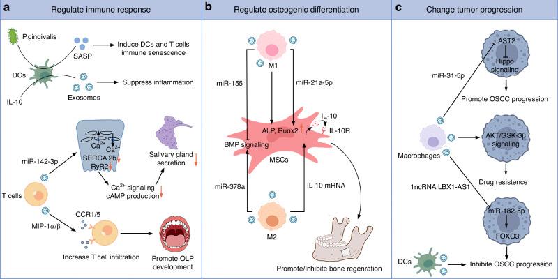 https://cdn.ncbi.nlm.nih.gov/pmc/blobs/8403/11791077/5f07f1ba55c4/41368_2024_341_Fig4_HTML.jpg