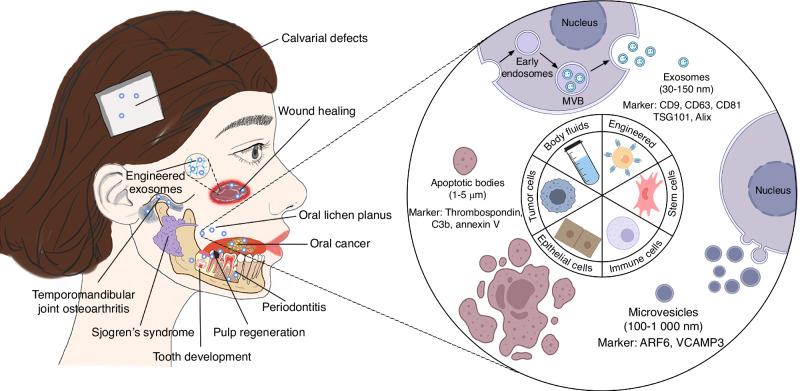 https://cdn.ncbi.nlm.nih.gov/pmc/blobs/8403/11791077/af9287340714/41368_2024_341_Fig1_HTML.jpg