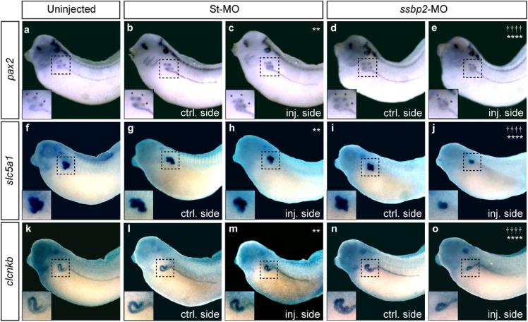 https://cdn.ncbi.nlm.nih.gov/pmc/blobs/8405/10551014/99ec8b489833/41598_2023_43662_Fig5_HTML.jpg