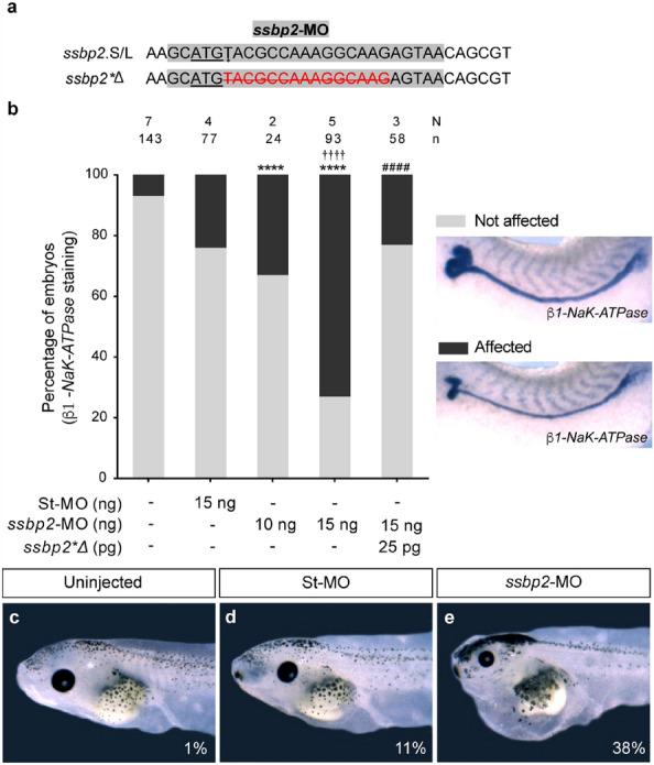 https://cdn.ncbi.nlm.nih.gov/pmc/blobs/8405/10551014/c731d0a83606/41598_2023_43662_Fig2_HTML.jpg
