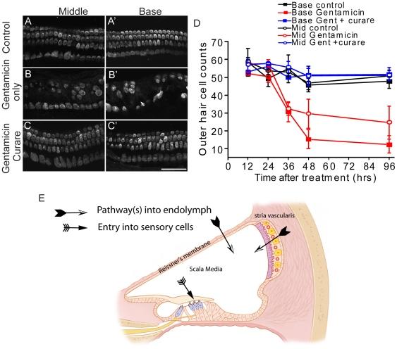 https://cdn.ncbi.nlm.nih.gov/pmc/blobs/8405/3144223/ee8ba6ceb488/pone.0022347.g008.jpg