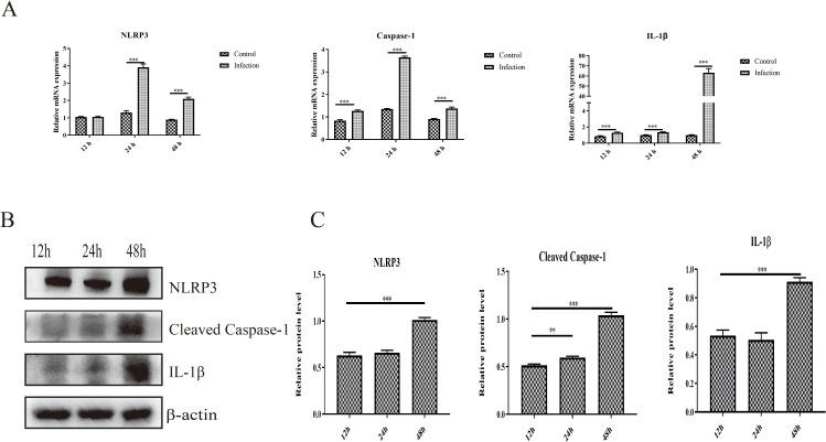 https://cdn.ncbi.nlm.nih.gov/pmc/blobs/8406/11534606/7e488fc23f5a/fcimb-14-1452158-g004.jpg