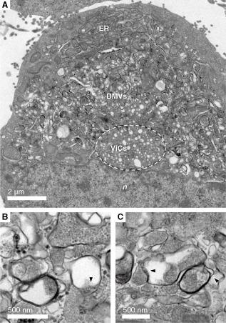 https://cdn.ncbi.nlm.nih.gov/pmc/blobs/8406/7194159/9cfb5aa0614f/CMI-17-45-g001.jpg