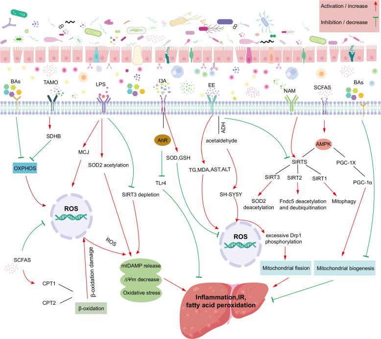 https://cdn.ncbi.nlm.nih.gov/pmc/blobs/840c/11227362/643a4ce2c01f/hc9-8-e0484-g004.jpg