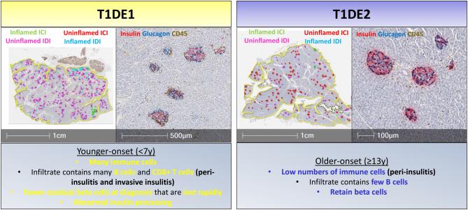 https://cdn.ncbi.nlm.nih.gov/pmc/blobs/840f/10502961/82edec62bf07/JOE-23-0082fig3.jpg