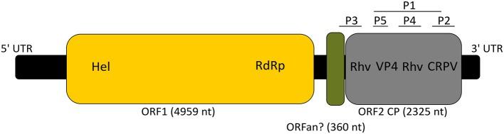 https://cdn.ncbi.nlm.nih.gov/pmc/blobs/8410/6334475/c1f4f1088515/fmicb-09-03235-g0006.jpg
