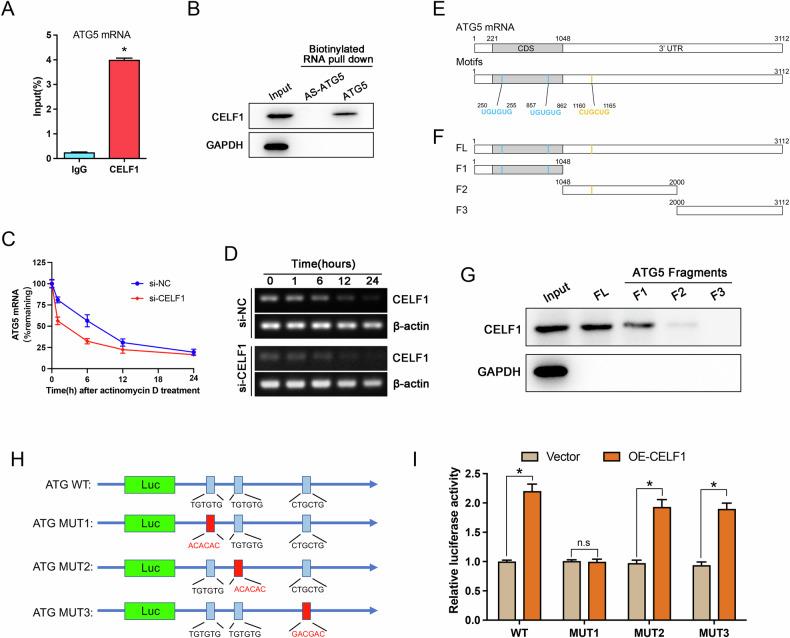 https://cdn.ncbi.nlm.nih.gov/pmc/blobs/8411/12334686/823f43d80752/41419_2025_7926_Fig5_HTML.jpg