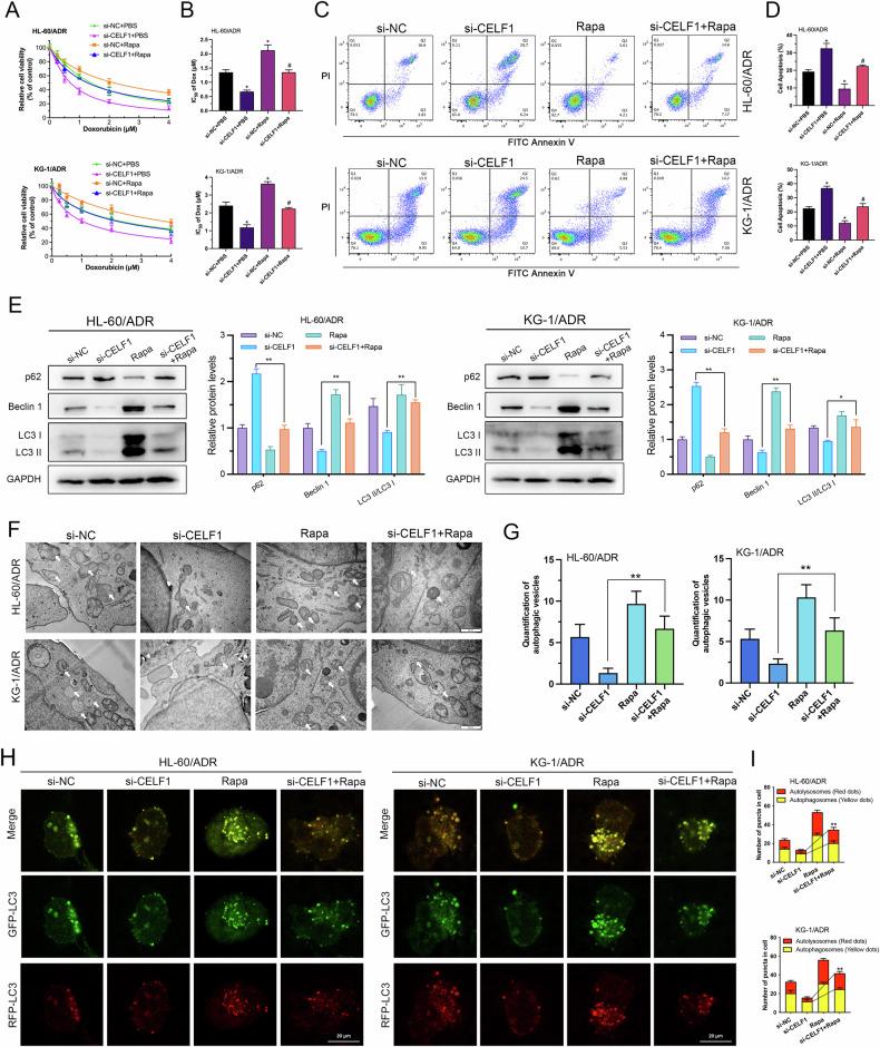 https://cdn.ncbi.nlm.nih.gov/pmc/blobs/8411/12334686/9c4590f8d88f/41419_2025_7926_Fig3_HTML.jpg