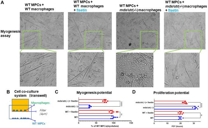 https://cdn.ncbi.nlm.nih.gov/pmc/blobs/8412/9596208/8de519b823dd/aging-14-204275-g004.jpg