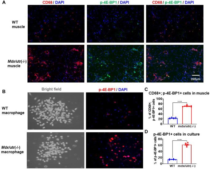 https://cdn.ncbi.nlm.nih.gov/pmc/blobs/8412/9596208/aa0493890946/aging-14-204275-g002.jpg