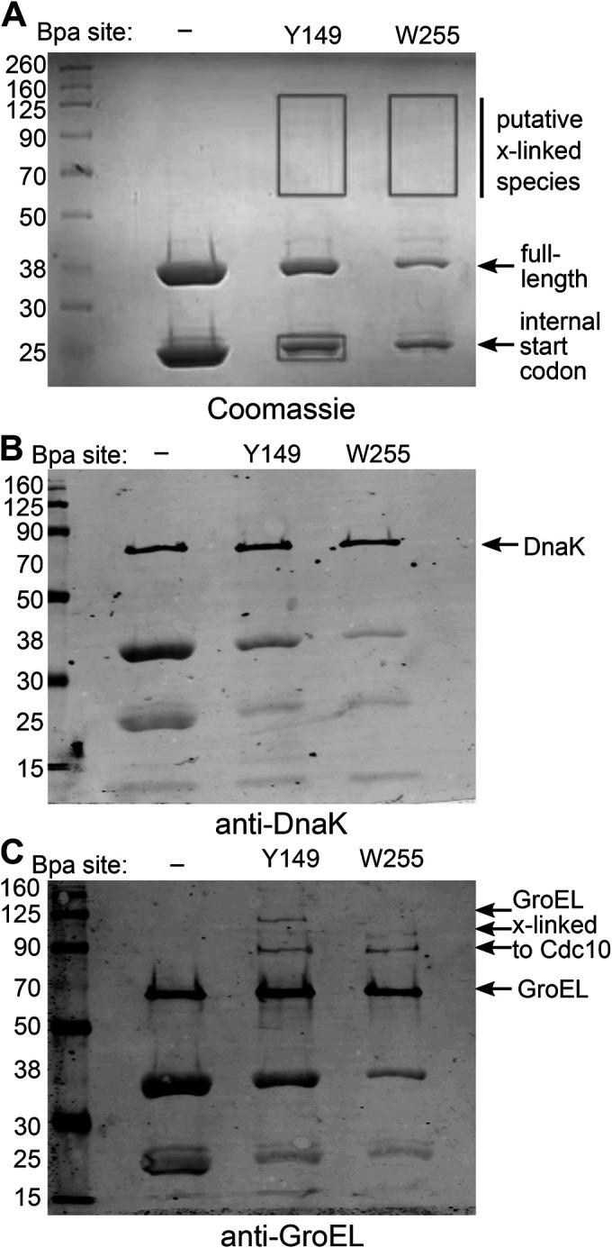 https://cdn.ncbi.nlm.nih.gov/pmc/blobs/8412/9635297/8f1bb2de70a0/mbc-33-ar111-g005.jpg
