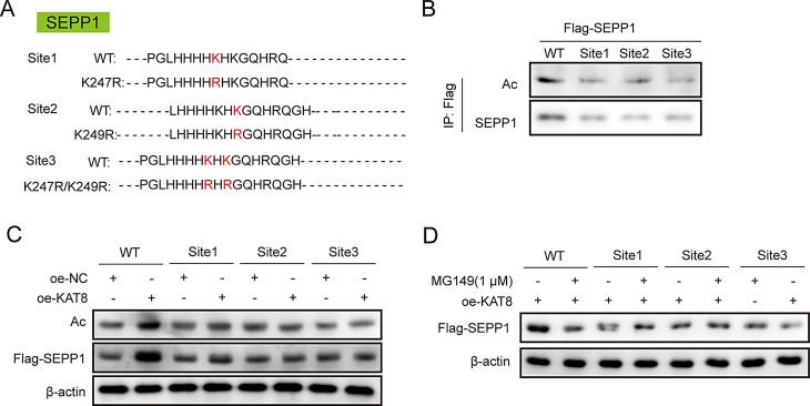 https://cdn.ncbi.nlm.nih.gov/pmc/blobs/8415/11841300/552958dcae8e/13578_2025_1356_Fig4_HTML.jpg
