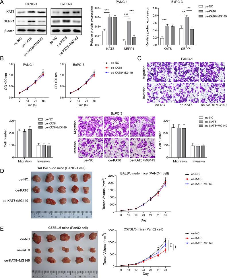 https://cdn.ncbi.nlm.nih.gov/pmc/blobs/8415/11841300/8885ac5c0ecf/13578_2025_1356_Fig5_HTML.jpg