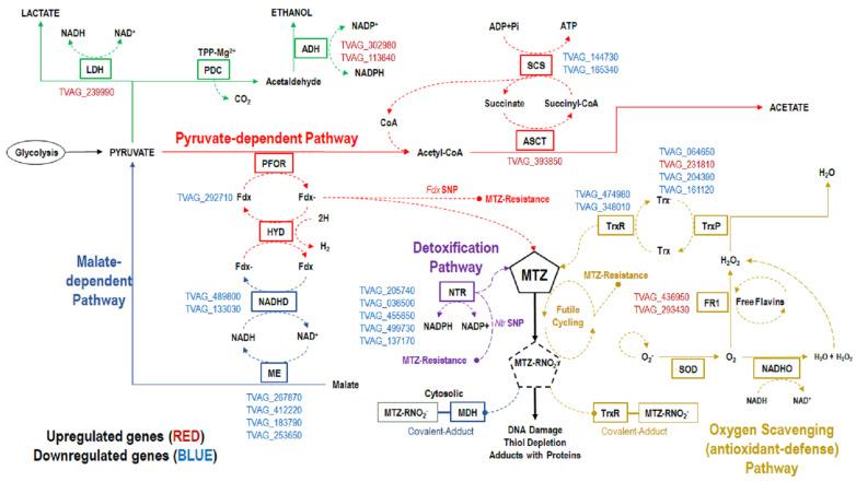 https://cdn.ncbi.nlm.nih.gov/pmc/blobs/8419/10223654/f8d637fb0c06/pathogens-12-00692-g004.jpg