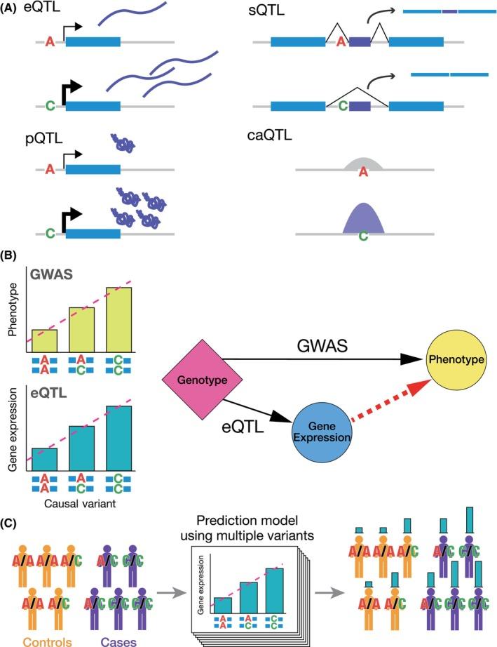 https://cdn.ncbi.nlm.nih.gov/pmc/blobs/841d/11786324/3d2e528259ac/CAS-116-288-g003.jpg