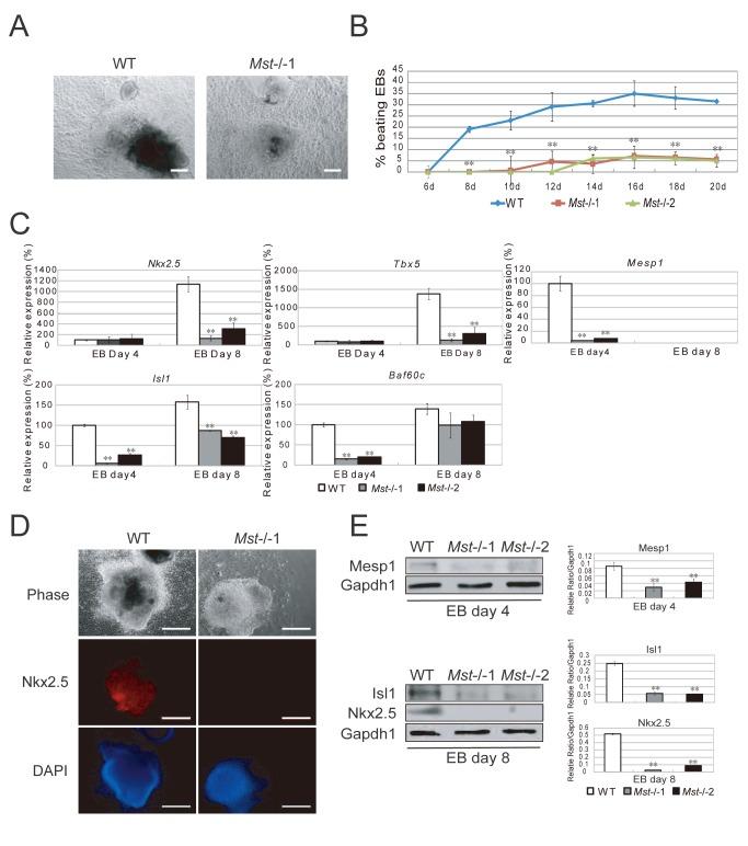 https://cdn.ncbi.nlm.nih.gov/pmc/blobs/841d/3818222/6a9cbf9034cf/pone.0079867.g006.jpg