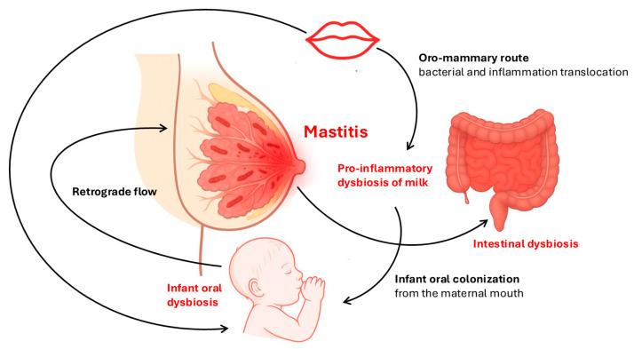 https://cdn.ncbi.nlm.nih.gov/pmc/blobs/8421/12191795/184c6e6fa311/diseases-13-00176-g002.jpg