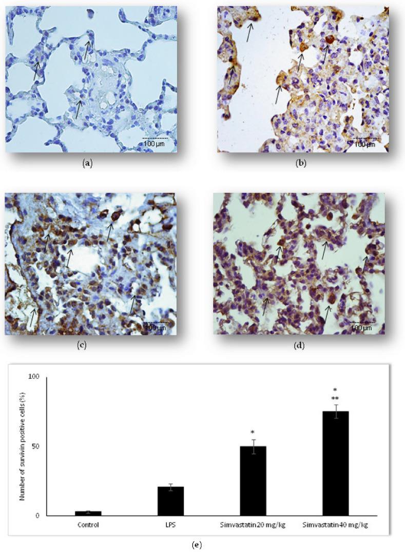 https://cdn.ncbi.nlm.nih.gov/pmc/blobs/8425/8910433/b5244e557841/ijms-23-02596-g008.jpg