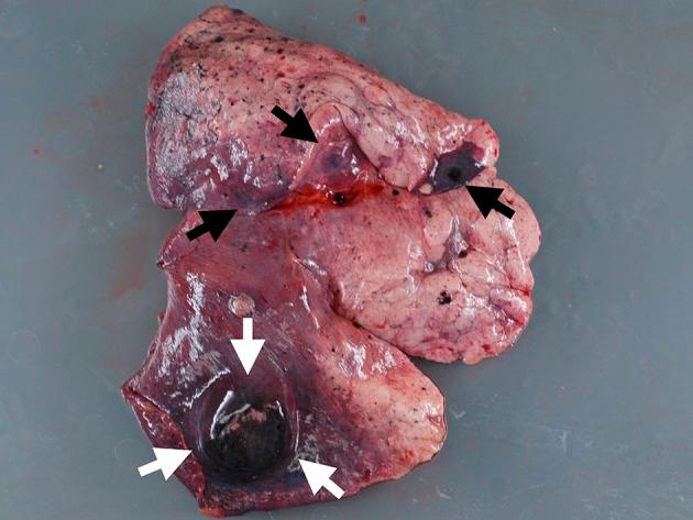 https://cdn.ncbi.nlm.nih.gov/pmc/blobs/8429/5624695/6677ce513c89/wjon-07-040-g005.jpg