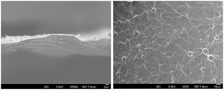 https://cdn.ncbi.nlm.nih.gov/pmc/blobs/842a/11766786/53b00ae1d0d6/membranes-15-00031-g005.jpg