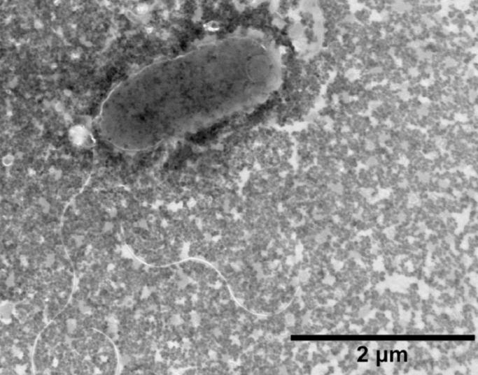 https://cdn.ncbi.nlm.nih.gov/pmc/blobs/8433/8711050/f5819c8a3ab2/gr2.jpg