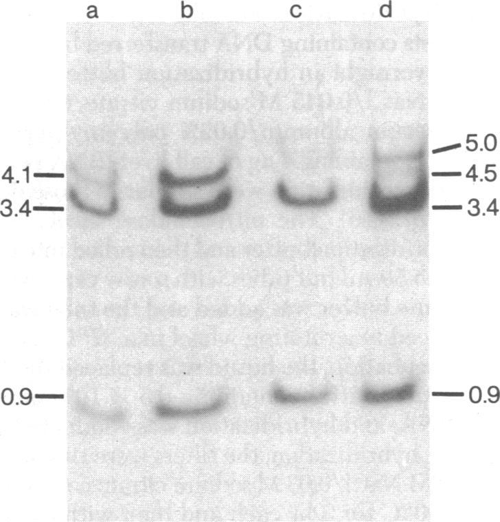 https://cdn.ncbi.nlm.nih.gov/pmc/blobs/8434/383528/2a8faee3065c/pnas00004-0516-a.jpg