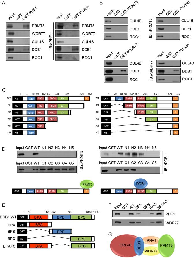 https://cdn.ncbi.nlm.nih.gov/pmc/blobs/8436/6061854/6fce2c3498af/gky461fig2.jpg