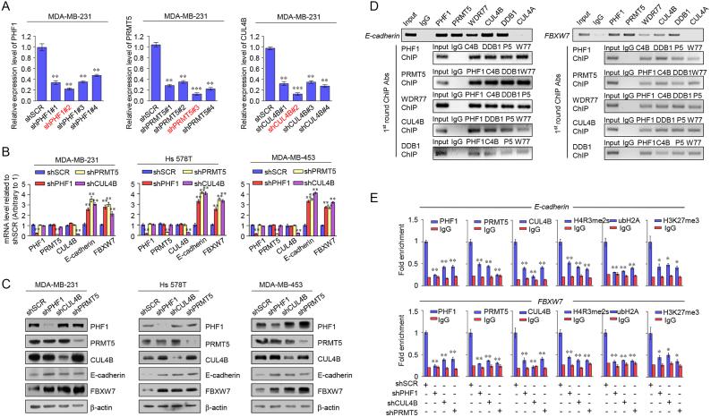 https://cdn.ncbi.nlm.nih.gov/pmc/blobs/8436/6061854/ce632d6b0f4b/gky461fig5.jpg