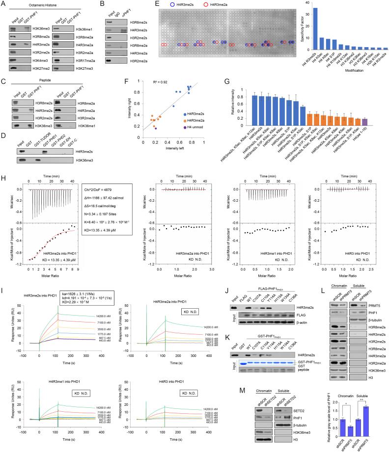 https://cdn.ncbi.nlm.nih.gov/pmc/blobs/8436/6061854/eaf4d5ee1c72/gky461fig3.jpg