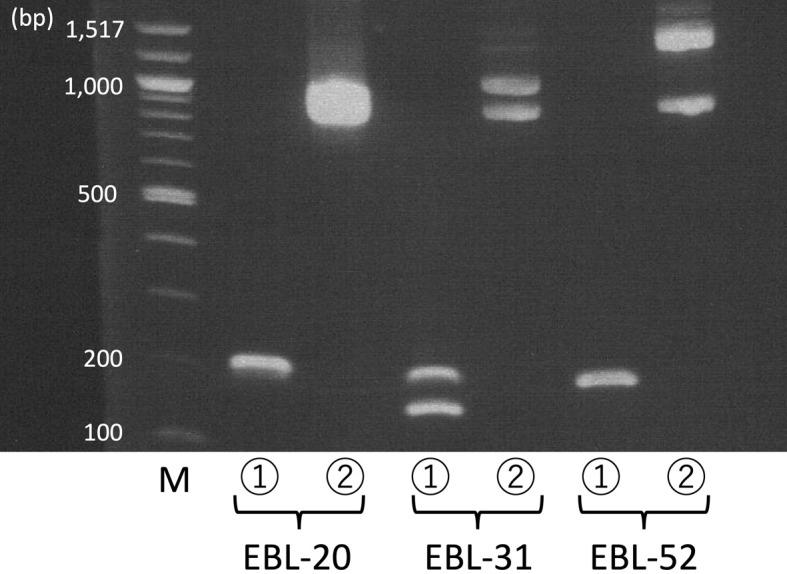 https://cdn.ncbi.nlm.nih.gov/pmc/blobs/8437/11187586/3497e7c0caf1/jvms-86-653-g001.jpg