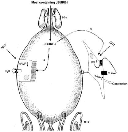 https://cdn.ncbi.nlm.nih.gov/pmc/blobs/8439/3317107/3a8fe762b7a3/toxins-04-00055-g001.jpg