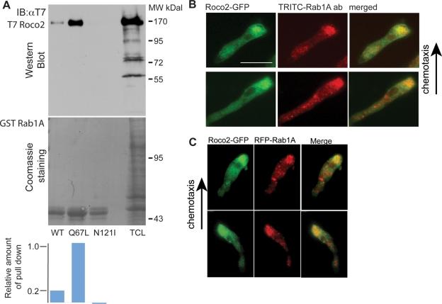 https://cdn.ncbi.nlm.nih.gov/pmc/blobs/843f/3128523/223208edcfe1/2198fig5.jpg