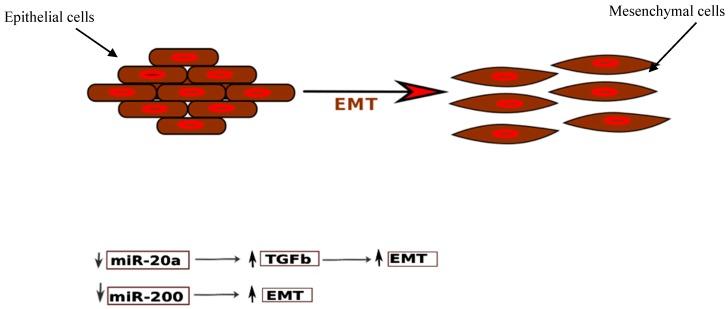 https://cdn.ncbi.nlm.nih.gov/pmc/blobs/8440/5855821/24c1502695a9/ijms-19-00599-g004.jpg