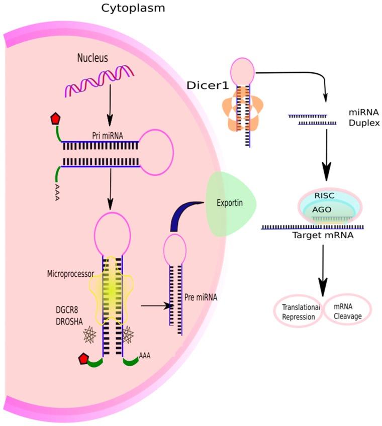 https://cdn.ncbi.nlm.nih.gov/pmc/blobs/8440/5855821/3276091016dc/ijms-19-00599-g002.jpg