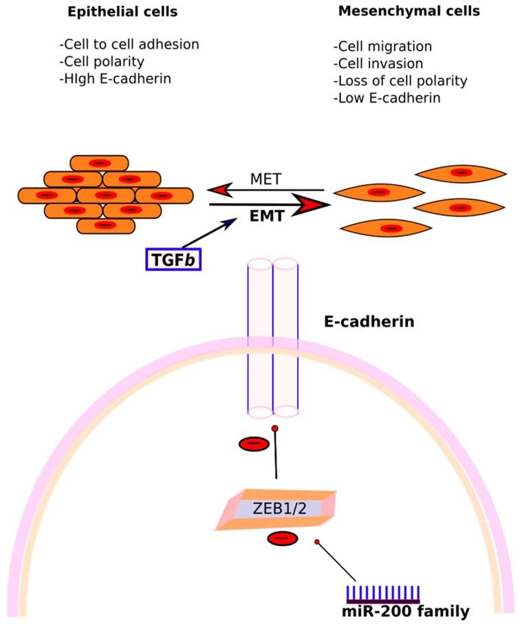 https://cdn.ncbi.nlm.nih.gov/pmc/blobs/8440/5855821/ef2af6a274bf/ijms-19-00599-g005.jpg