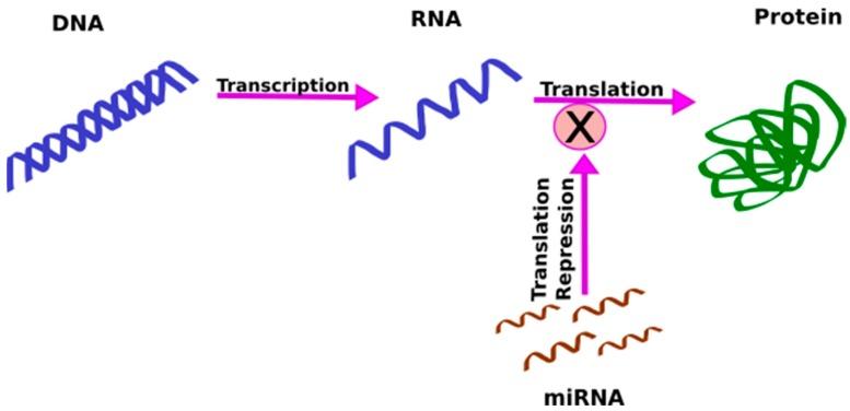 https://cdn.ncbi.nlm.nih.gov/pmc/blobs/8440/5855821/f47c1c8ca989/ijms-19-00599-g001.jpg