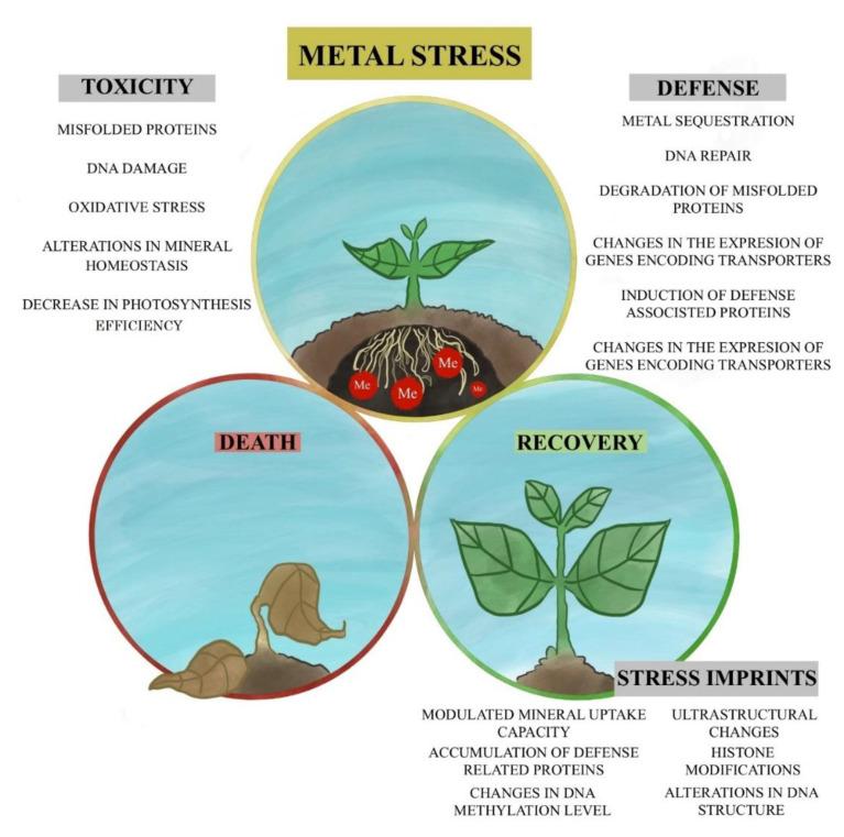 https://cdn.ncbi.nlm.nih.gov/pmc/blobs/8445/7997312/7633db807d69/plants-10-00450-g001.jpg