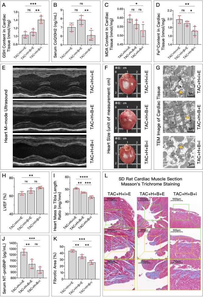 https://cdn.ncbi.nlm.nih.gov/pmc/blobs/844a/11683366/23a8ed224c6a/fphar-15-1447546-g011.jpg