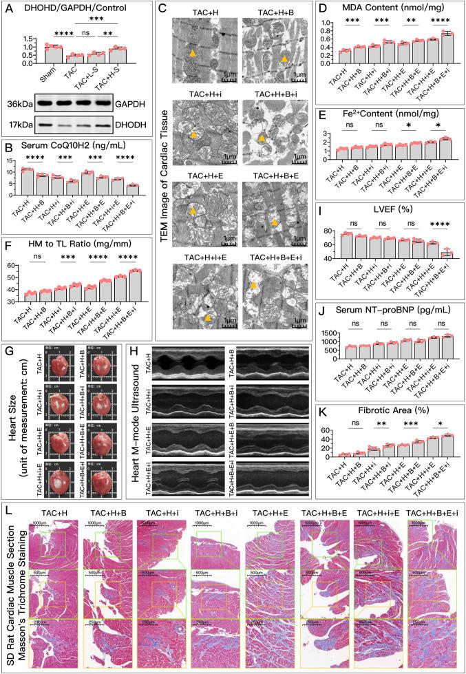 https://cdn.ncbi.nlm.nih.gov/pmc/blobs/844a/11683366/5a122e0ebd38/fphar-15-1447546-g009.jpg
