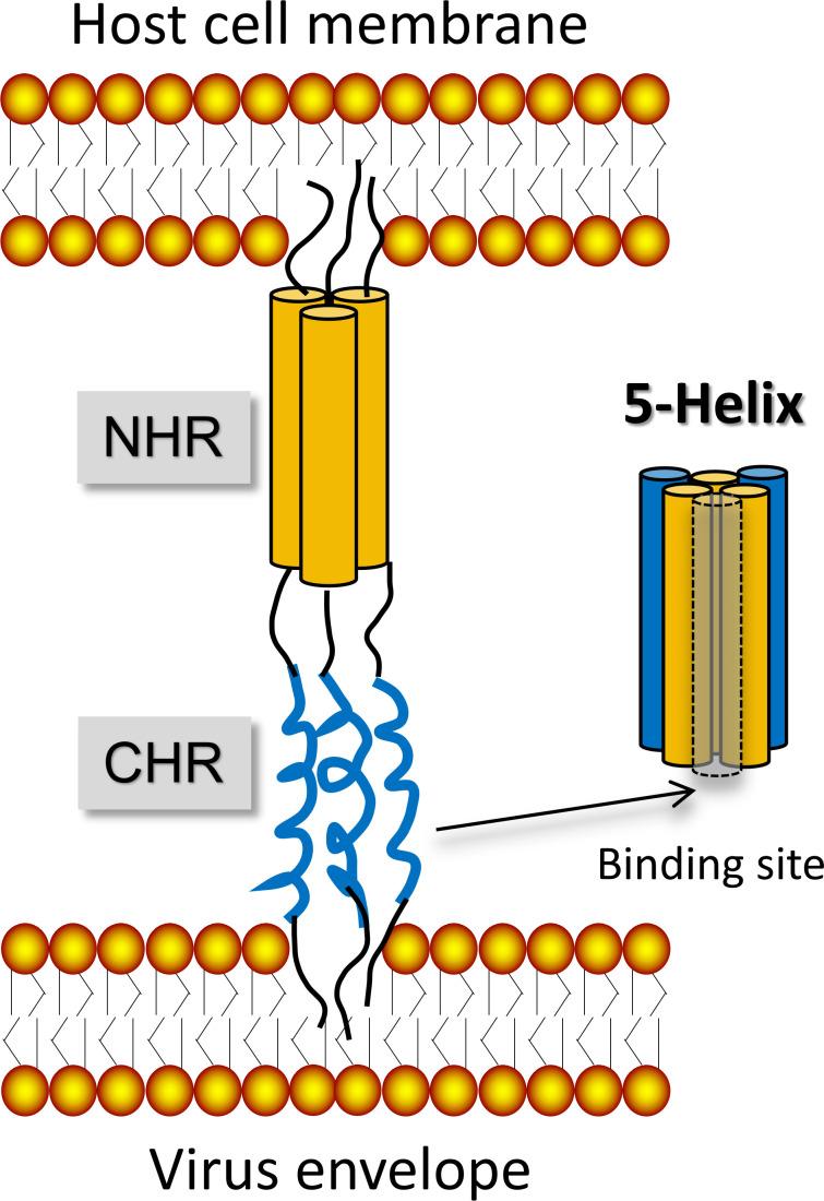 https://cdn.ncbi.nlm.nih.gov/pmc/blobs/844f/12090764/58f9ef3e689d/jvi.02289-24.f010.jpg