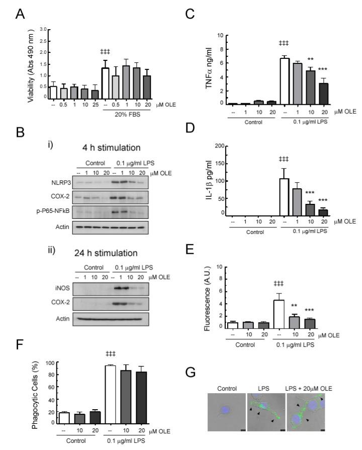 https://cdn.ncbi.nlm.nih.gov/pmc/blobs/8454/7700216/4c0717a1c63e/antioxidants-09-01161-g006.jpg