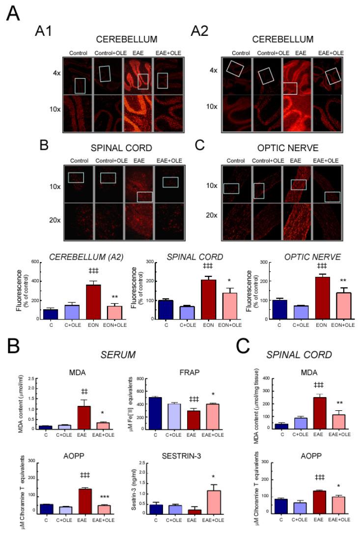 https://cdn.ncbi.nlm.nih.gov/pmc/blobs/8454/7700216/590506e4ebf7/antioxidants-09-01161-g005.jpg