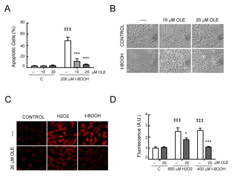 https://cdn.ncbi.nlm.nih.gov/pmc/blobs/8454/7700216/95d052b34e55/antioxidants-09-01161-g007.jpg