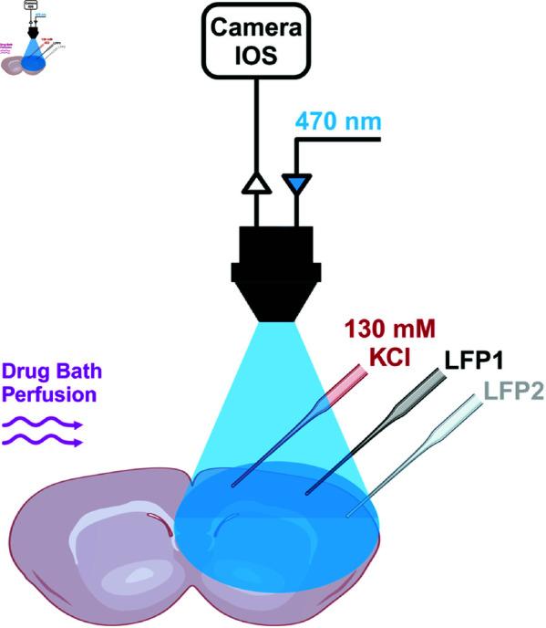 https://cdn.ncbi.nlm.nih.gov/pmc/blobs/8458/12136302/7ced9cad283e/pcbi.1013099.g007.jpg