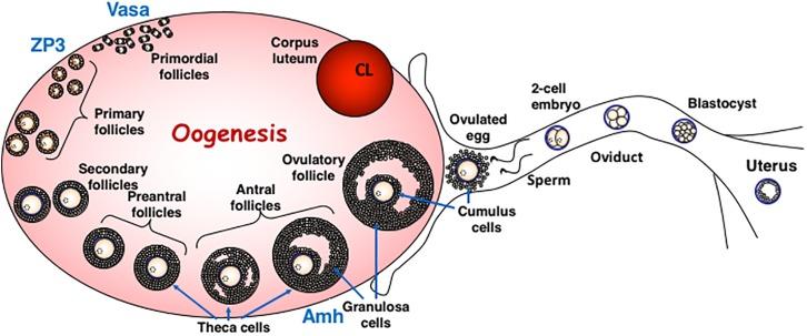 https://cdn.ncbi.nlm.nih.gov/pmc/blobs/845c/6566014/780fbeecf627/fcell-07-00098-g002.jpg