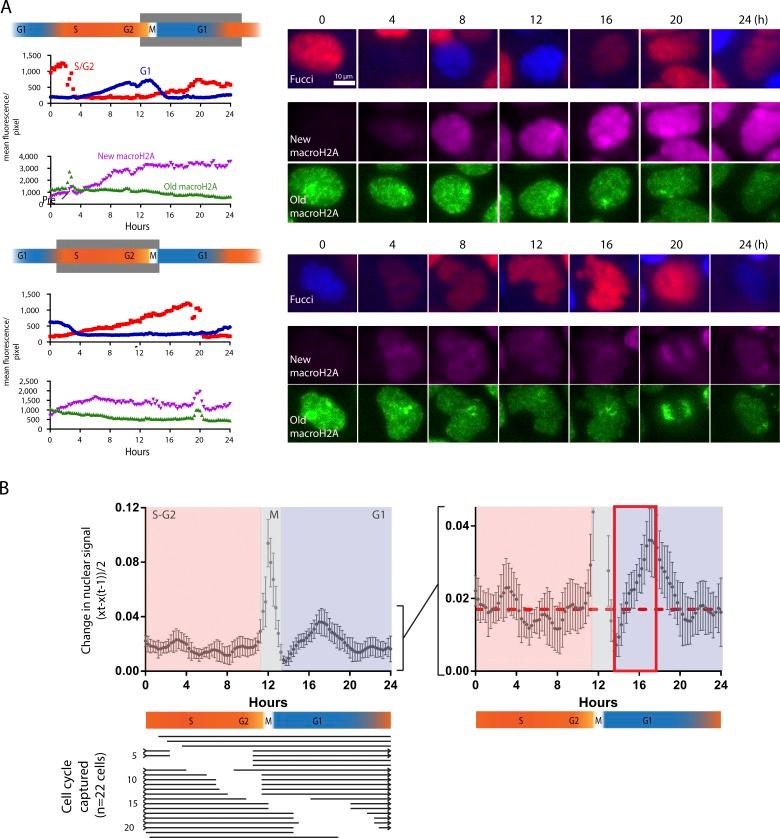 https://cdn.ncbi.nlm.nih.gov/pmc/blobs/845d/6548134/a9aad8742c87/JCB_201811109_Fig4.jpg