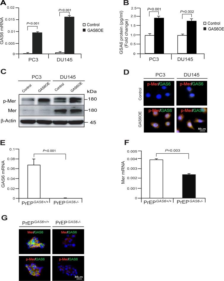 https://cdn.ncbi.nlm.nih.gov/pmc/blobs/845e/5041937/543c8198e346/oncotarget-07-25698-g004.jpg
