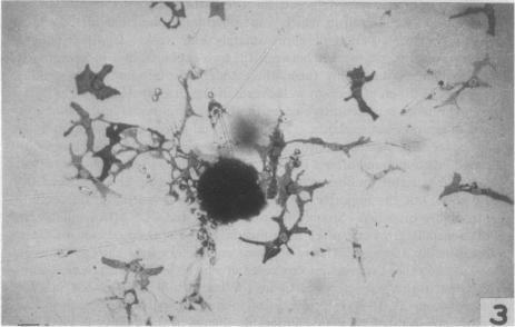 https://cdn.ncbi.nlm.nih.gov/pmc/blobs/845f/1063891/717bb7c483db/pnas01594-0095-c.jpg