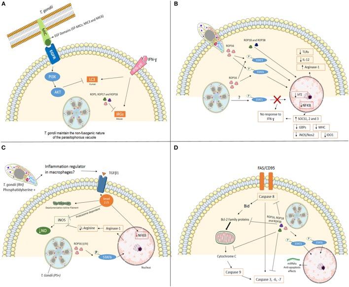 https://cdn.ncbi.nlm.nih.gov/pmc/blobs/845f/5601305/8e4143351f45/fimmu-08-01080-g001.jpg